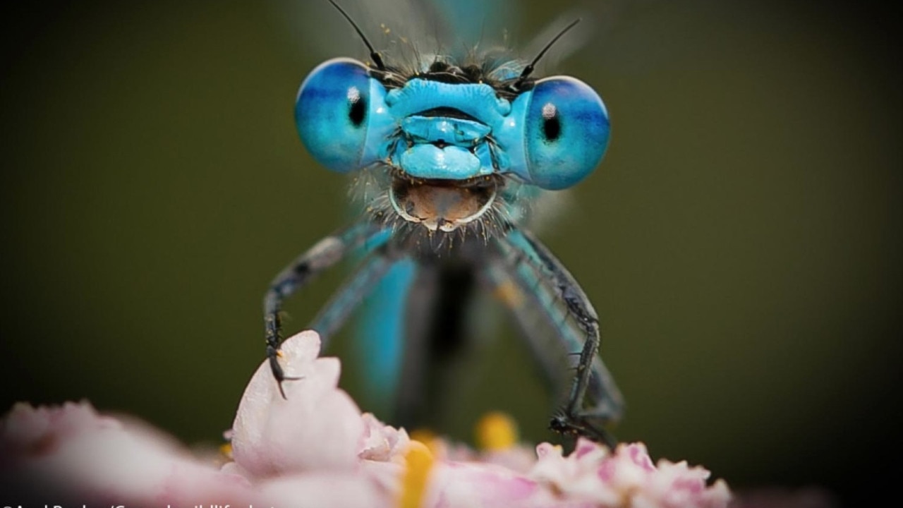 This bug has strangely similar features to a man who has let his beard grow out. Picture: Comedy Wildlife Awards