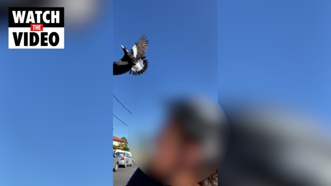 Teens terrorise swooping magpies for scary TikTok trend