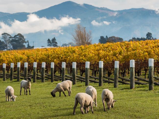 ESCAPE: Flock of sheared sheep grazing in autumn vineyard, Marlborough, New Zealand. Picture: Istock