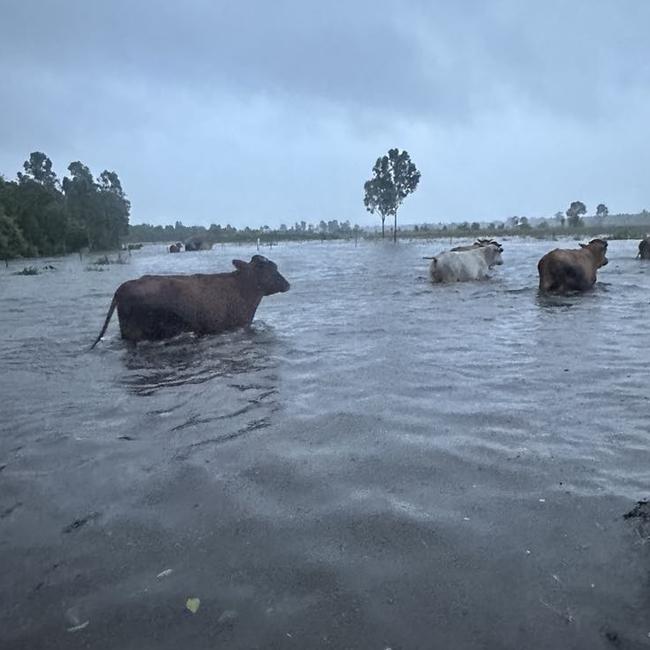 Webb Rd resident Christopher Faust moves cattle to higher ground