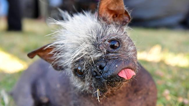 Mr. Happy Face, a 17-year-old Chinese Crested, saved from a hoarder's house, won the competition last year. (Photo by JOSH EDELSON / AFP)