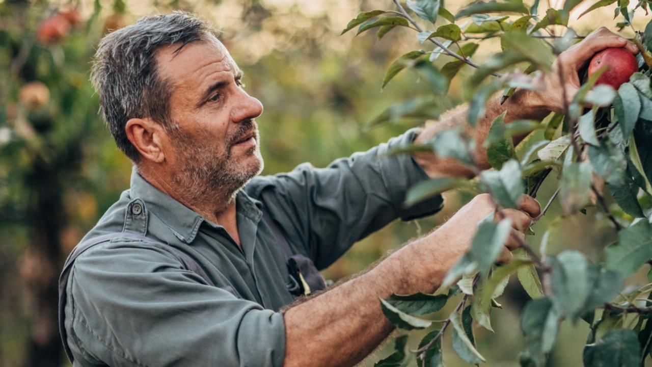 Stock photo of a man working in a fruit orchard. The use of seasonal workers coming in to Australia through the PALM scheme has again been criticised for the exploitation of some workers.