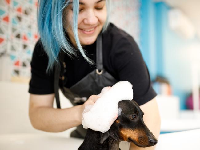 ISTOCK: Groomer washing dog in pet salon