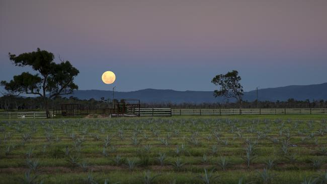 The Eden Lassie farm in the Whitsundays where Top Shelf International is planning its agave spirit distillery.