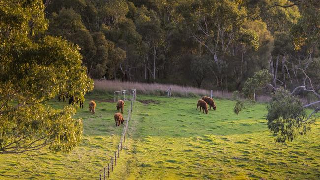 Plenty of room for livestock.