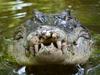 A salt water crocodile, also called a saltie or estuarine crocodile, shows its teeth in Queensland, Australia. Picture: iStock.