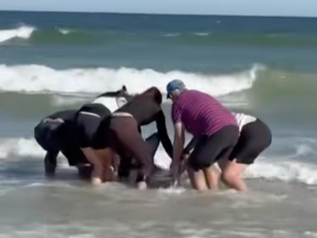 Shock as great white shark washes up alive on metro beach