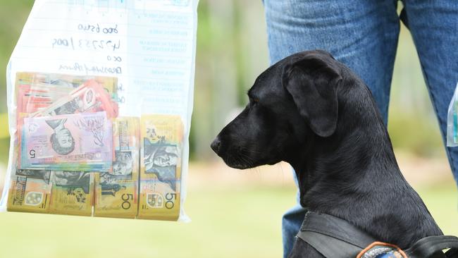 Cash detection dogs discovered more than $700,000 in cash in a painter’s suitcase.