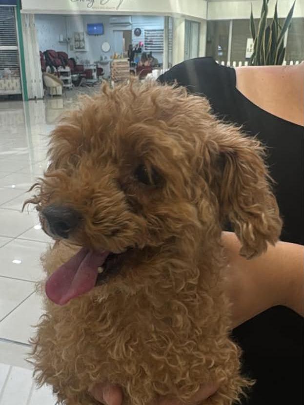 Flossie was found at Sefton Plaza. Picture: Supplied