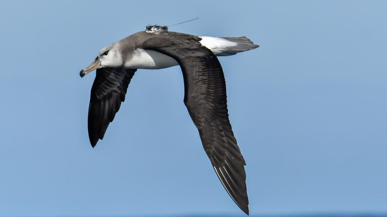 A black-browed albatross fitted with a tracking device was photographed off Cape Town in South Africa by birdwatcher Estelle Smalberger, while another bird was tracked on a 36,000km round trip that included a visit to Australia. Picture: Estelle Smalberger