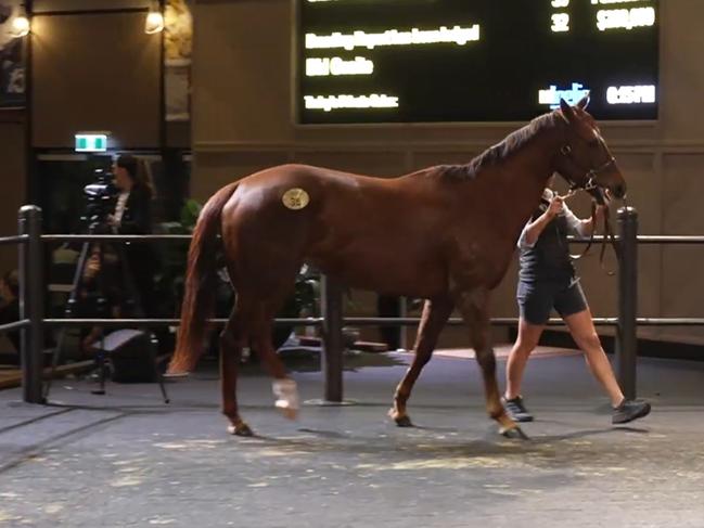 Bella Nipotina in the sales ring on Thursday night