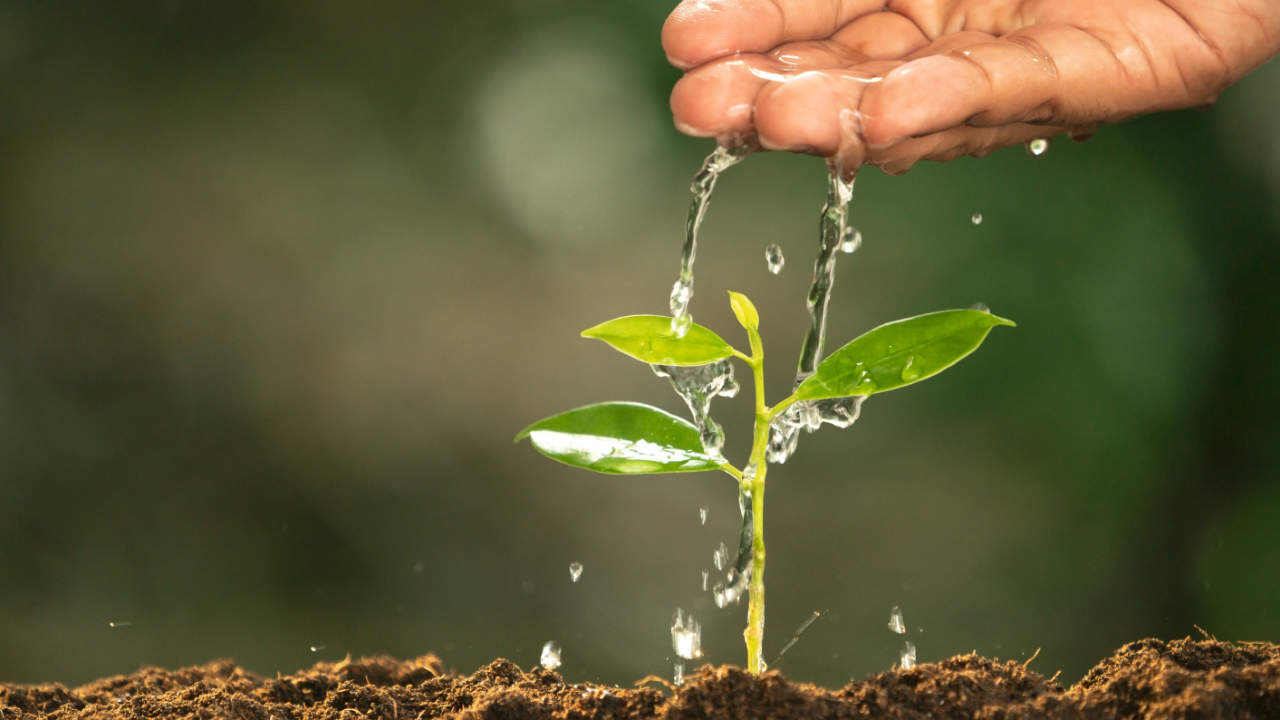 ASX lithium green shoots despite market pull-back