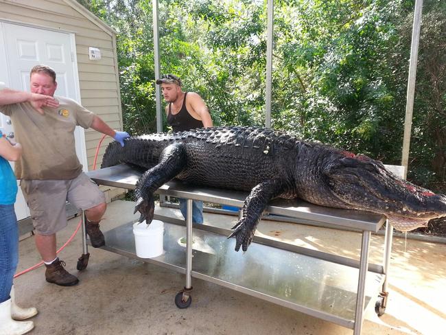 Lumpy was so big, he couldn’t even fit on the table.