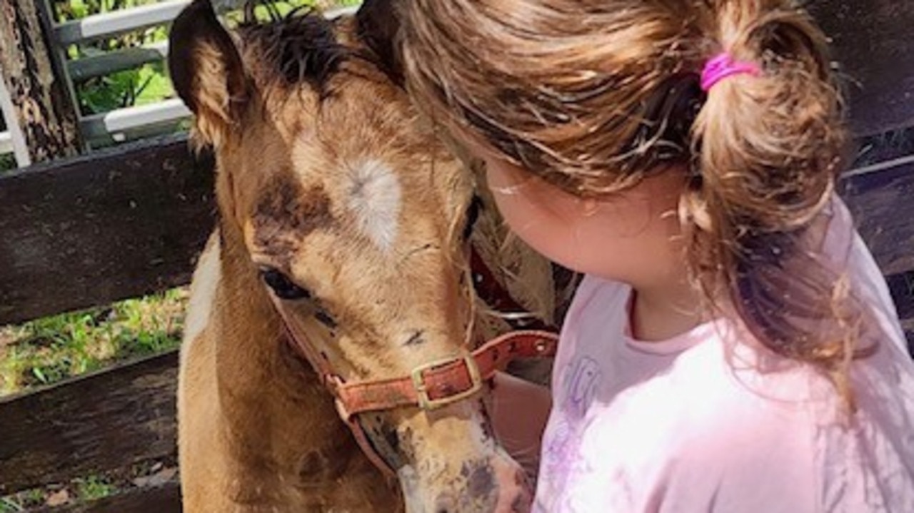 Wild horses free to good homes in rehoming program