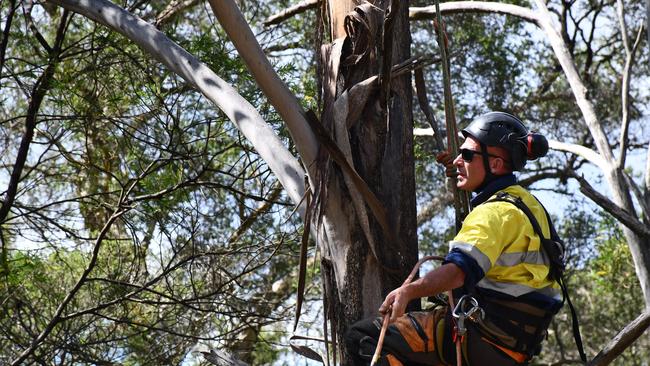 A professional arborist was hired to install video cameras to watch the Regent Honeyeaters' nest in Mulgoa.