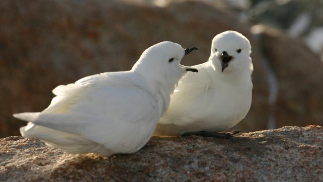 Snow petrels in the Antarctic. 