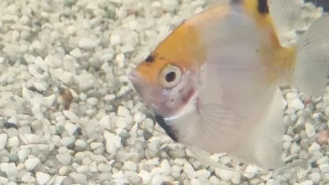 An angelfish was among the pets left behind in less than a quarter tank of water. Picture: Facebook