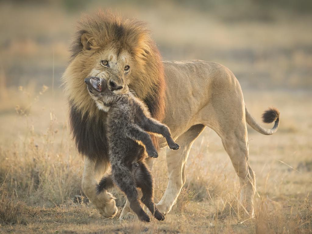 Photo by Aaron Baggenstos / National Geographic Nature Photographer of the Year contest Lions quarl A male African lion teaches a lesson to a hyeena pack for trying to steal its kill.