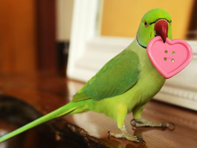 Instagram sensation “Vonnegut”, an Indian Ringneck parrot. Picture: Glenn Hampson