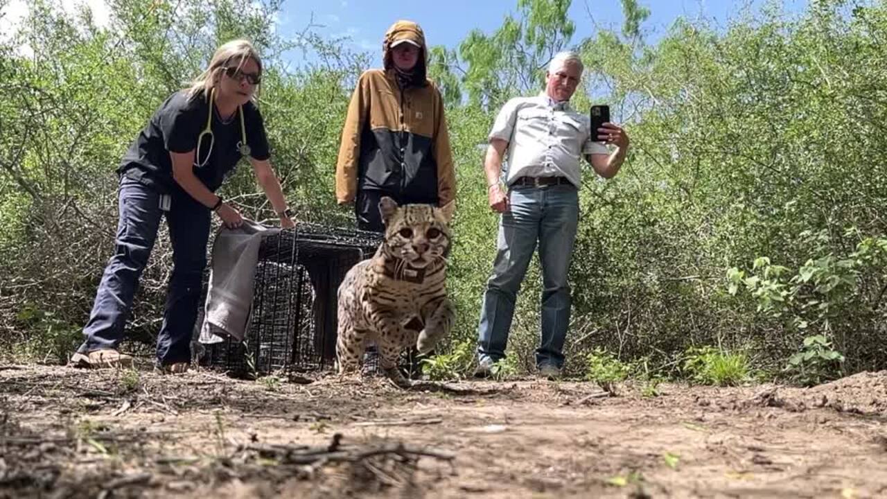 The scientists trying to save the fewer than 100 wild ocelots in the U.S.