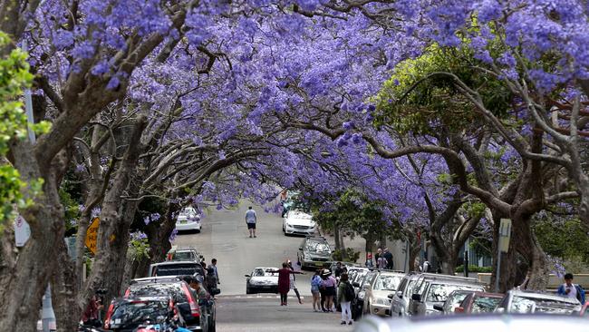 McDougall St is a magnet for jacaranda enthusiasts.