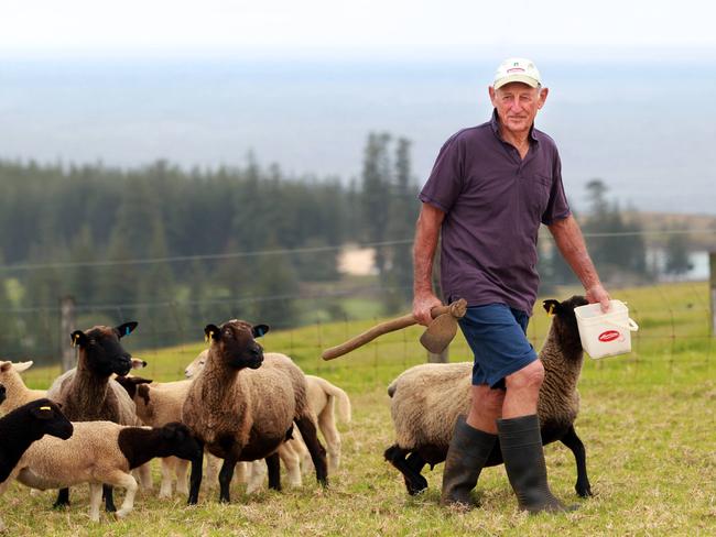 Sheep farmer Ron Nobbs on his Norfolk Island property.