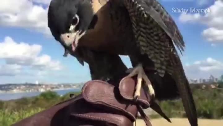 How to train your falcon