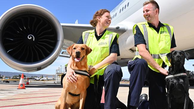 26/2/25. Australian Border Force Detector dogs at work in Adelaide Airport.Detector dog handlers:Jacqui with Lynch (golden) and Chad with Caris (black) Picture: Keryn Stevens