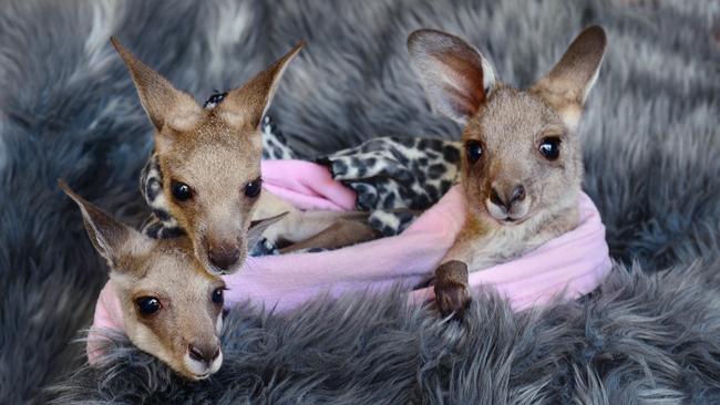 Recently rescued joeys Imogen, Billie and Raisin. Picture: Nicki Connolly