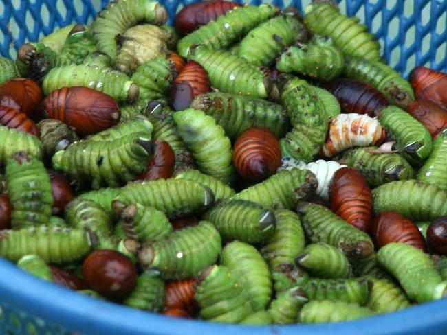 The disgusting green grubs from Laos. Picture: Dean Starnes