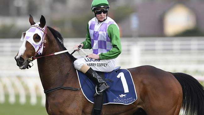 Defending Cup champion Prince Of Penzance resumed in the Memsie Stakes last weekend.  Picture: Andy Brownbill