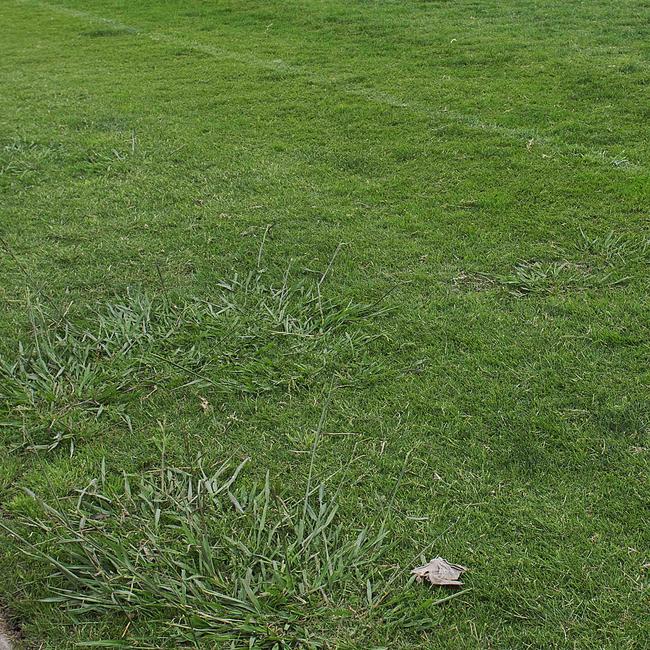 Clumps of weeds at Harvest Home Recreation Reserve.