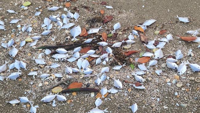 Dead fish washed up on Kemp Beach, Yeppoon, on May 29, 2024. Photos Darryn Nufer.