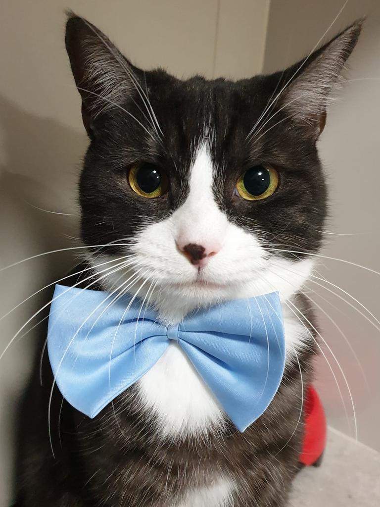 My Monty looking dashing. Picture: Melissa Stevens. Coolest Cat photo competition. Quest Community News and Courier Mail SWS