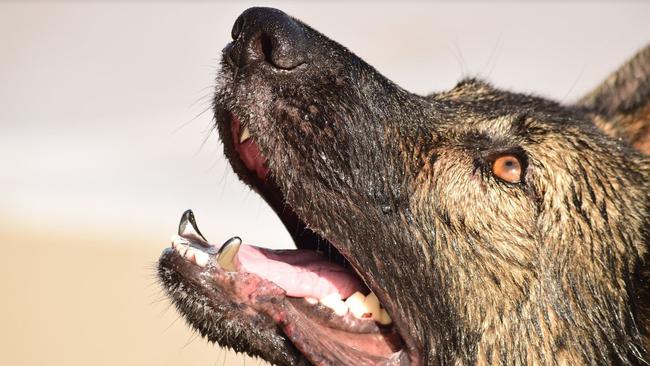 Won’t want to be bitten by Police dog Ruger with those fangs. Pic: SA Police