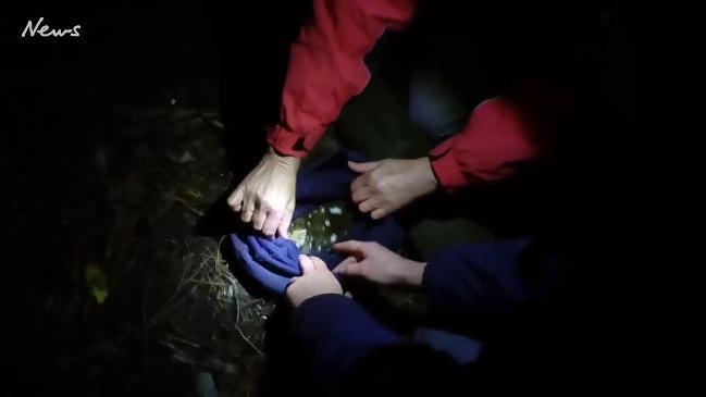 Quoll released into the wild