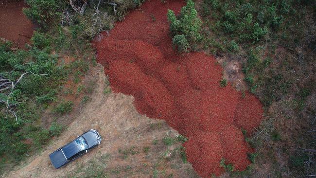 Dumped Strawberries at Donnybrook Berries at Elimbah, north of Brisbane.