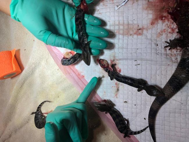 Staff at the Noosa District Animal Hospital in Noosaville recently performed an emergency caesarean on a blue-tongue lizard. Six living and one deceased babies were saved. Source: Noosa District Animal Hospital.