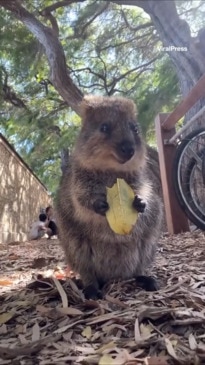 Adorable wild quokka tucks into a leaf in WA