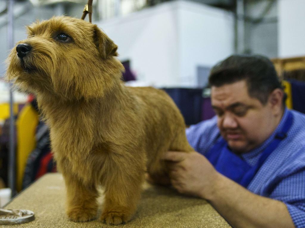 Winston the Norfolk Terrior is groomed backstage at the 142nd Westminster Kennel Club Dog Show at The Piers on February 12, 2018 in New York City. The show is scheduled to see 2,882 dogs from all 50 states take part in this year’s competition. Picture: Getty Images