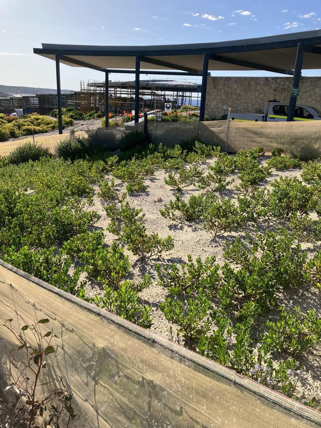 Native fire retardant plants are being grown in nurseries at the site, with 25,000 of them set to be planted as a protective ring around the lodge. Picture: Roy Eccleston