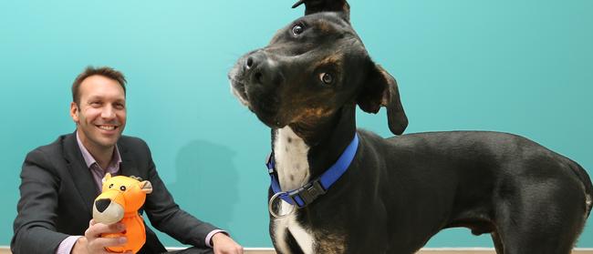 National Veterinary Care owns and operates veterinary clinics in Australia and New Zealand.. Managing Director Tomas Steenackers with Chevy at a Yatala clinic. Picture Glenn Hampson