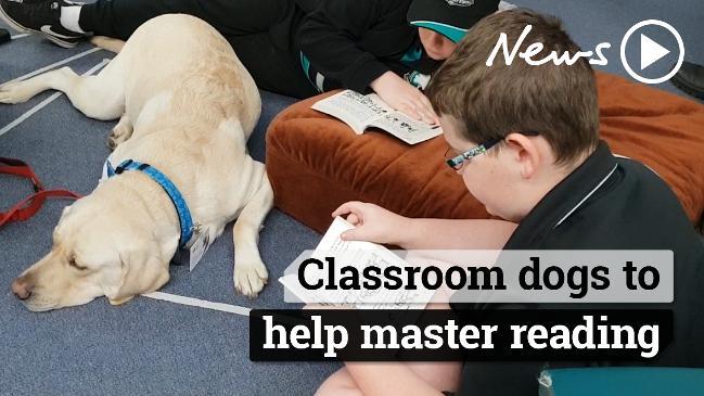 Classroom dogs to help master reading