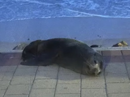 A long-nosed fur seal has been spotted up on the walking path at North Brighton. Picture: FIVEAA