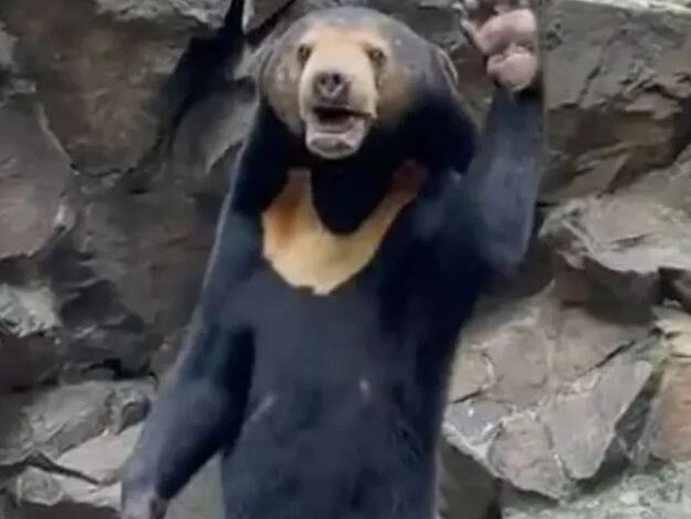 A Chinese zoo has been forced to “bear all” its secrets, following allegations its popular bear is actually a human in disguise.