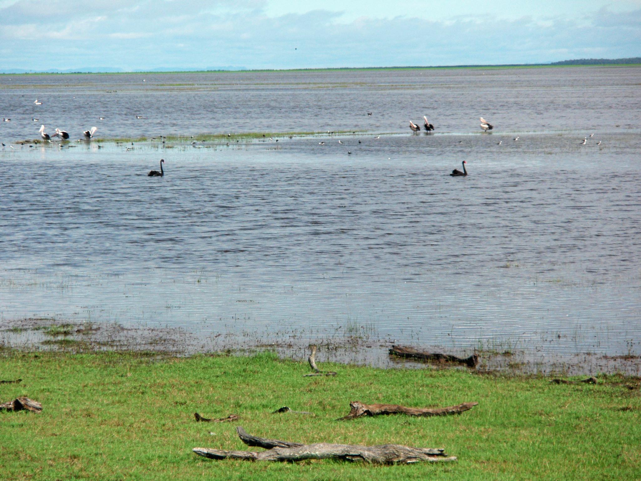 What happens to the grassland when it rains at Couti-Outi where the Brangus get fattened. Picture: contributed