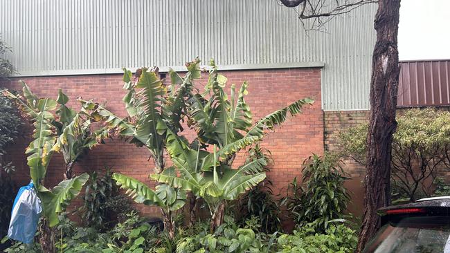 The verge garden.