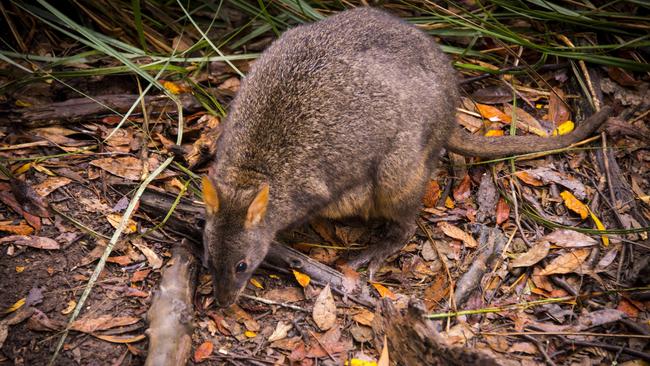 The inhabitants of Dismal Swamp. Picture: Tourism Tasmania & Rob Burnett