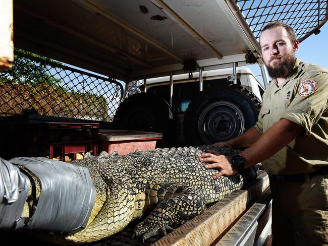 Wildlife Ranger Luke McLaren, who's part of the crocodile management team, helped capture a 3m saltwater crocodile in Darwin Harbour in 201. Picture: Isabella Moore