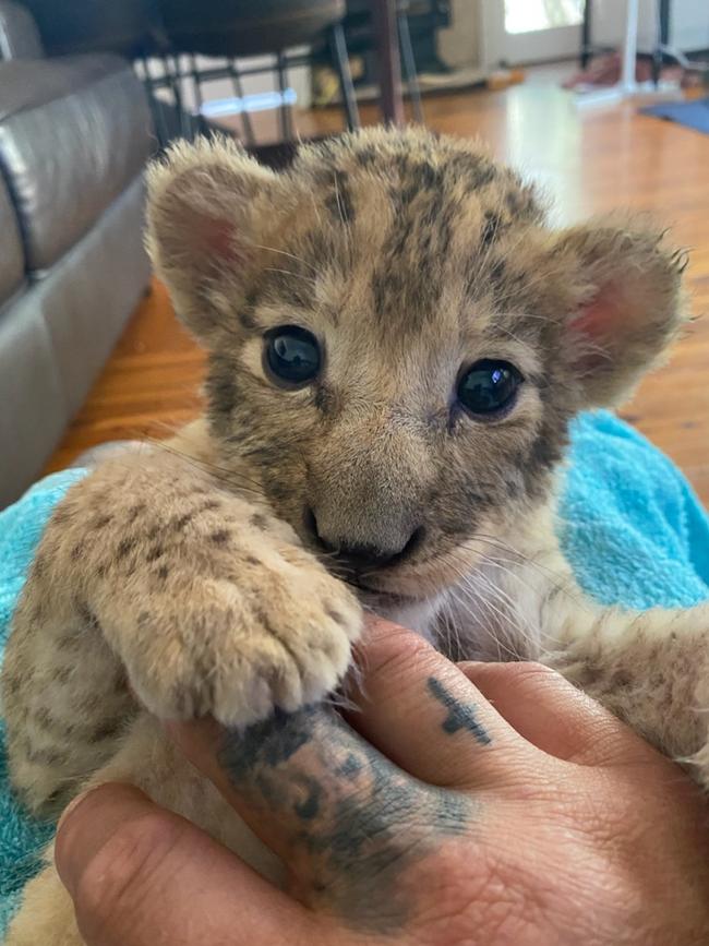 Lion cub Moto.